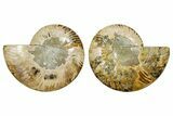 Cut & Polished Ammonite Fossil - Madagascar #369584-1